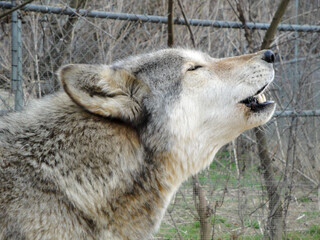 Wolf Howling in the Wind