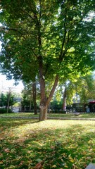 A large tree in a park in Malatya, Turkey