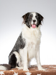 Border collie dog portrait, image taken in a studio with white background.