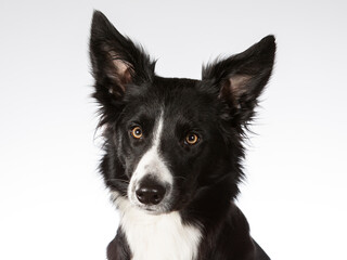 Border collie dog portrait, image taken in a studio with white background.