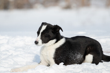 A black and white stray dog from a shelter for stray animals lies in the snow against the background of a forest. The pet squints in the sun. Closed eyes. It's cold outside.