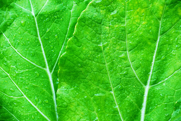 Close up of green leaf of mustard with water drops.