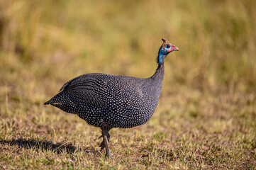 Guinea Fowl portrait.