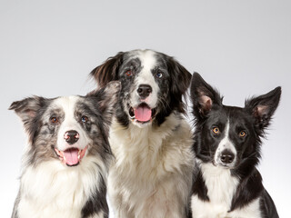 Border collie group portrait, image taken in a studio with white background.