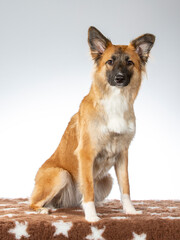 Dog posing for camera in a studio with white background. German shepherd looking dog.