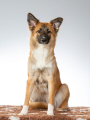 Dog posing for camera in a studio with white background. German shepherd looking dog.