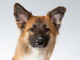 Dog posing for camera in a studio with white background. German shepherd looking dog.