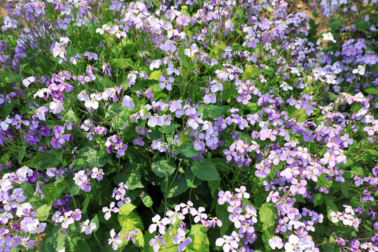 The blooming Orychophragmus violaceus in the park