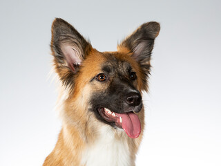 Dog posing for camera in a studio with white background. German shepherd looking dog.