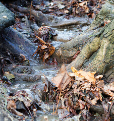 Spring stream in a forest