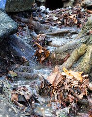 Spring stream in the forest