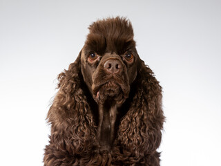 American cocker spaniel dog portrait, image taken in a studio with white background.