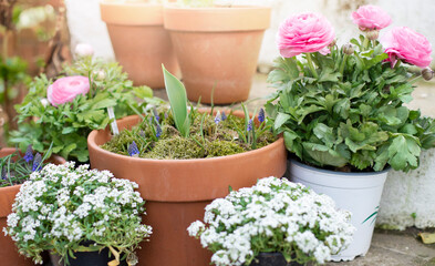 Spring flowers in pots on white stairs