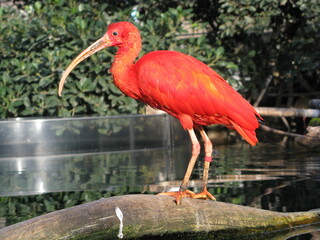 Ibis rouge de profil