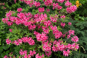 Blooming rhododendron bush in botanical garden 