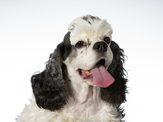 American cocker spaniel dog portrait, image taken in a studio with white background.