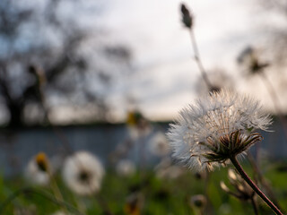 dandelion flower on sky background
