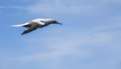 Seabird Masked, Blue-faced Booby (Sula dactylatra) flying over the blue and calm ocean. Seabird is hunting for flying fish jumping out of the water.