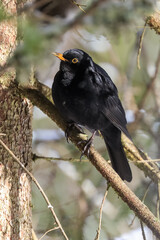 Blackbird