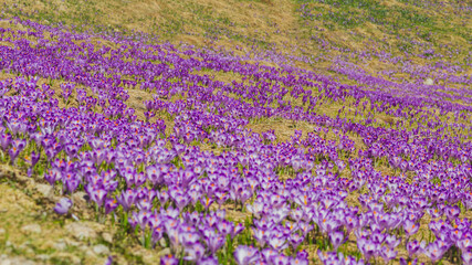 Fototapeta na wymiar Spring crocuses in the Tatra National Park