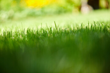 green grass