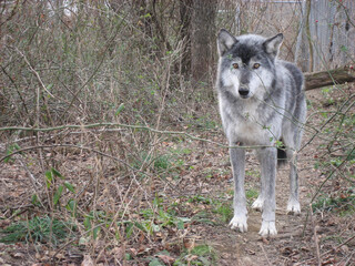 Lone Grey Wolf