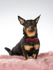 Lancashire heeler dog portrait. Funny dog picture with red bow. Image taken with white background.