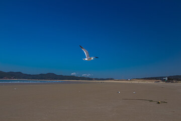 바닷가 모래사장에 파란 하늘 속 자유로운 갈매기의 비상