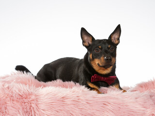 Lancashire heeler dog portrait. Funny dog picture with red bow. Image taken with white background.