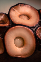 Close-up of suckers on octopus legs.