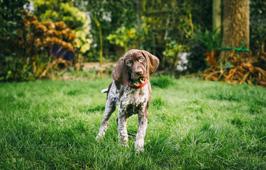 8 week old German Short-haired Pointer puppy playing in the garden