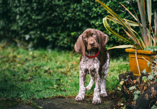 8 week old German Short-haired Pointer puppy playing in the garden