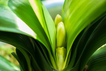  The buds of Kaffir lily (Clivia miniata) flowers that come up through its dense leaves.