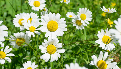 Chamomile on a green meadow.