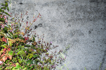 Flowers on the background of the wall. Natural background.