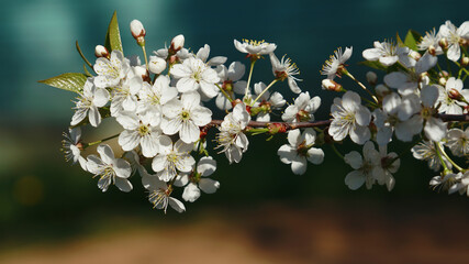 Blooming cherry blossoms in spring. Close-up of flowers.