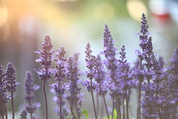 Dreamy lavender flowers close up