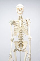 Menschliches Skelett