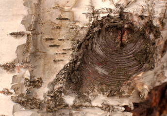 Highly detailed closeup of the peeling and curling bark on a white birch tree trunk.