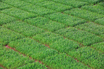 Vigorous growth of rice seedlings, North China