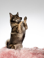 Dog doing a trick. Swedish Vallhund dog portrait, image taken in a studio with white background.