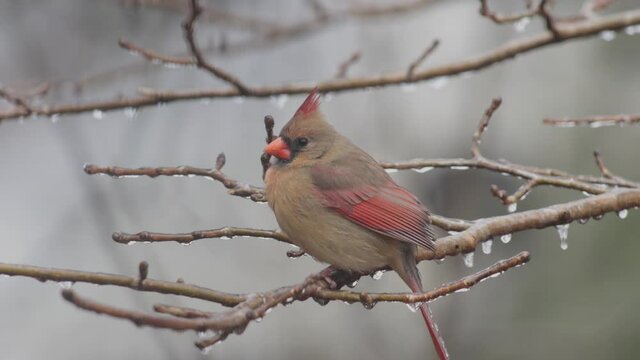Female Cardinal resting on icy tree branch