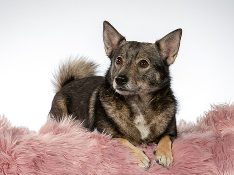 Swedish Vallhund dog portrait, image taken in a studio with white background.