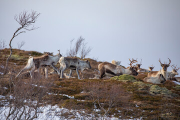 Reindeer on winter pasture - Location Helgeland coast,Helgeland,Nordland county,Norway,scandinavia,Europe