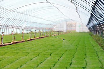 Rice seedling greenhouse, North China