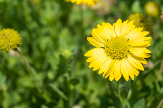 Beautiful yellow flowers with blurred nature green background.