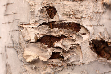 Highly detailed closeup of the peeling and curling bark on a white birch tree trunk.