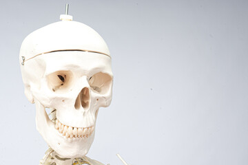 Menschliches Skelett