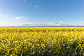 Obraz premium Oilseed yellow Rapeseed field and blue sky. Summer landscape with yellow Flowers.