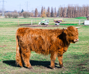 Scottish highland cows in a meadow. Baden Wuerttemberg, Germany, Europe
